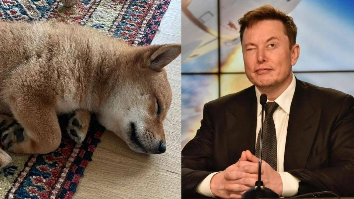 Elon Musk Wants his dog Floki to be the next CEO of dogecoin - The Tech ...