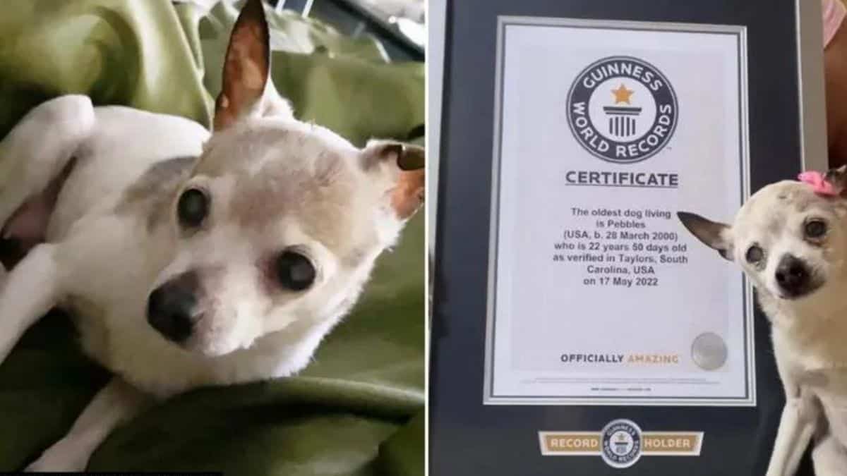 Check out the world's oldest living dog - It has been identified as a 22-year-old Toy Fox Terrier