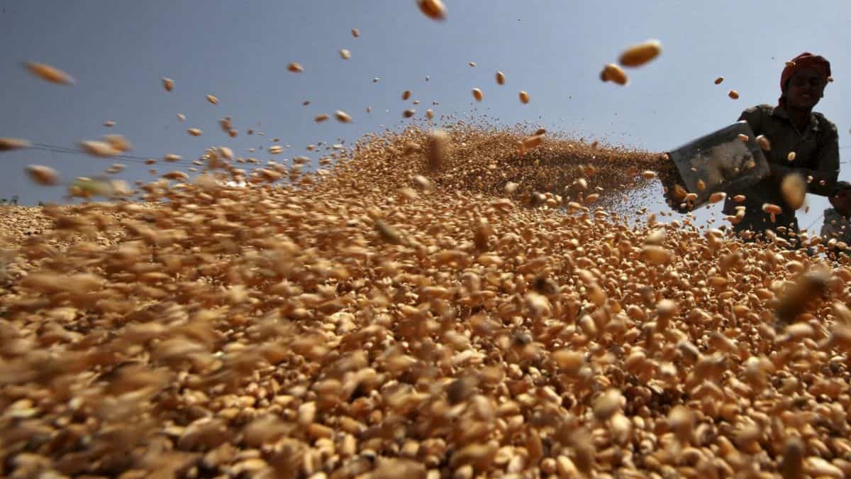 Turkey rejects a shipment of Indian wheat due to phytosanitary concerns