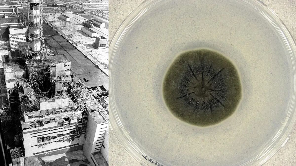 Scientists Discovered Black Fungus (ladosporium sphaerospermum) Feeding on Gamma Radiation Inside Chernobyl